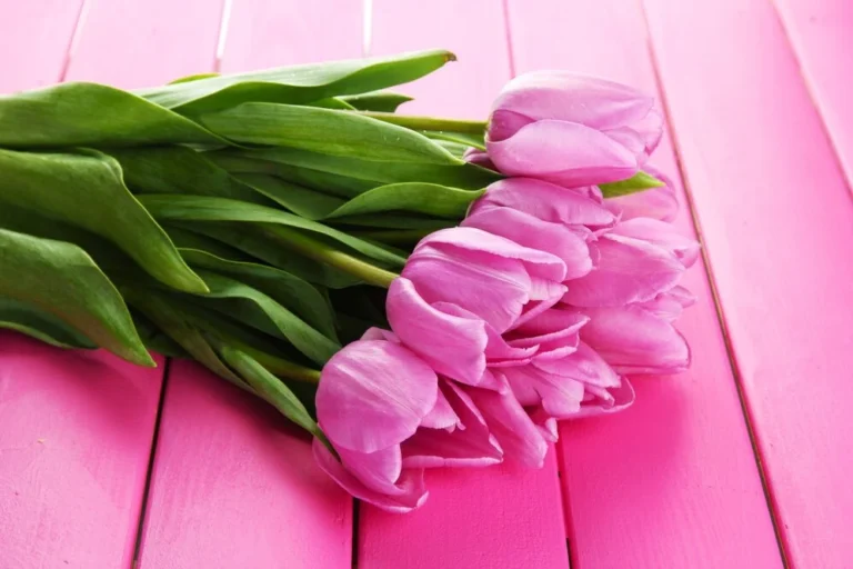 pink tulips