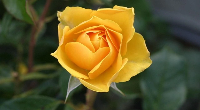 Yellow flowers