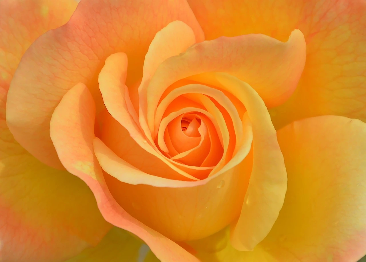 orange flowers