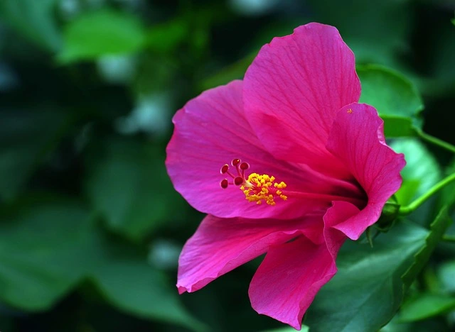 Pink Hibiscus Flower