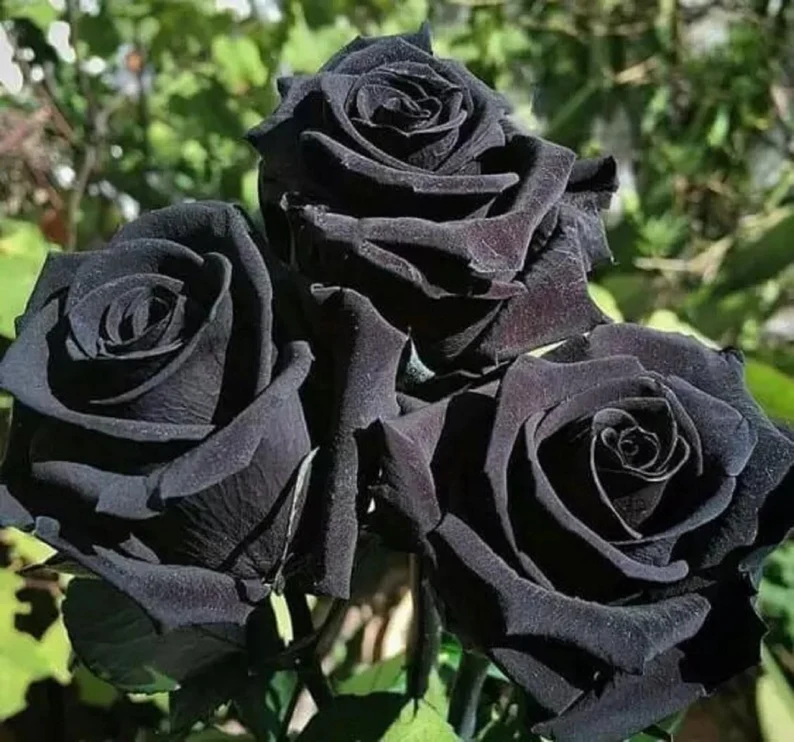 black flowers
