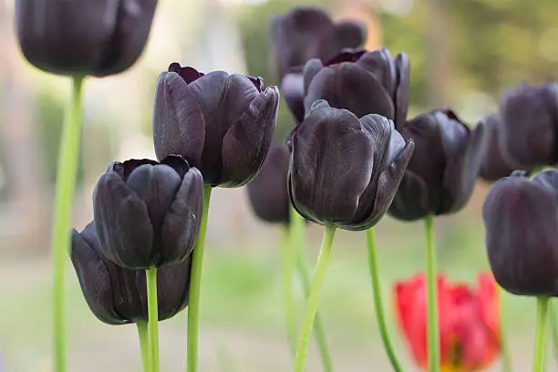 black tulips