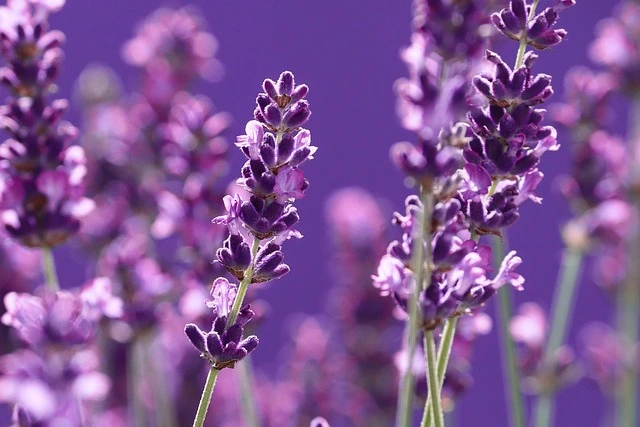 Lavender Flowers