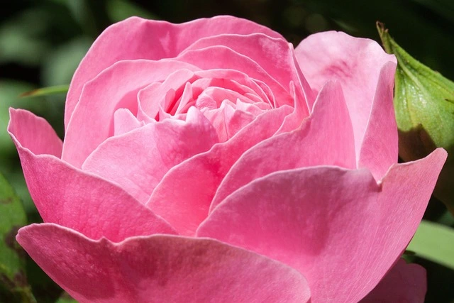 Pink peony flowers