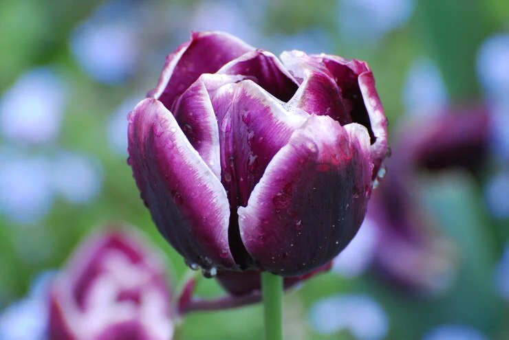 Black Tulip Magnolia