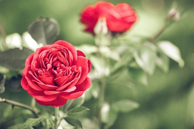 red carnations