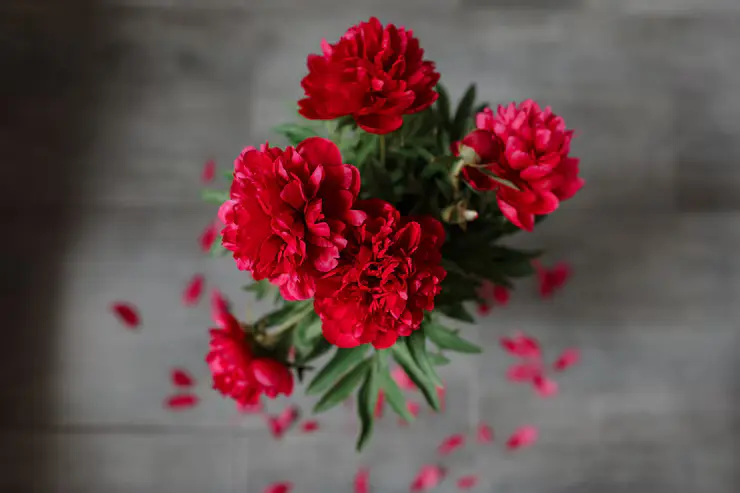 Red flowers