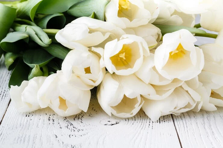 white tulips
