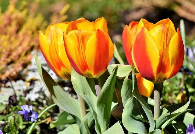 orange tulips
