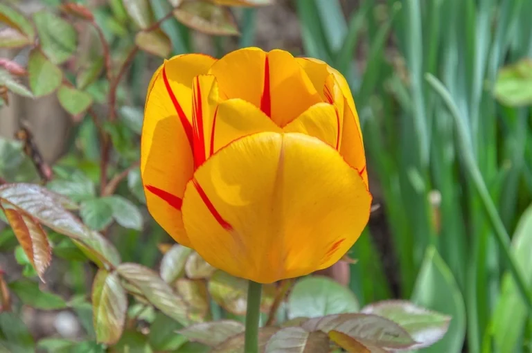 Yellow Tulips