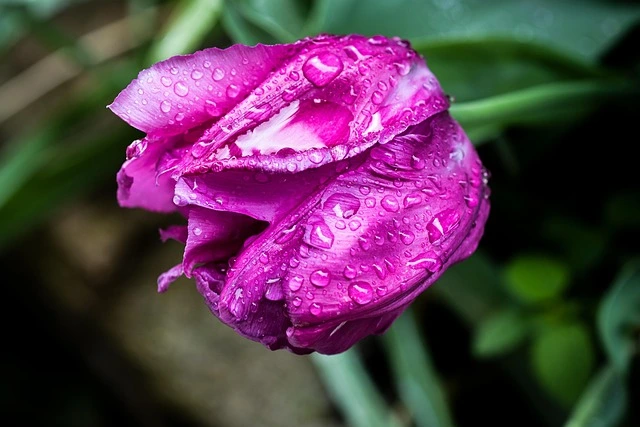 Purple Tulips