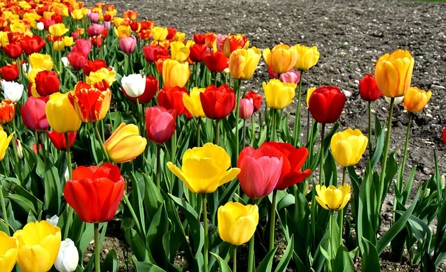 red tulips